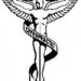 chirocadesus
