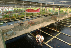 Singapore Fish Farm