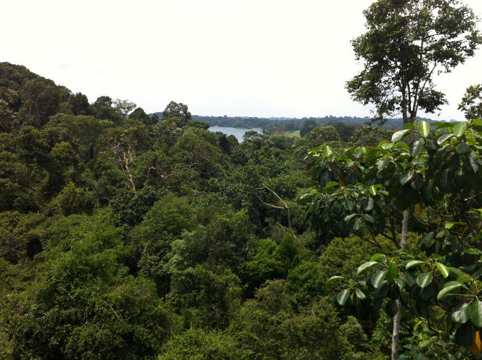 View from Tree Top Walk