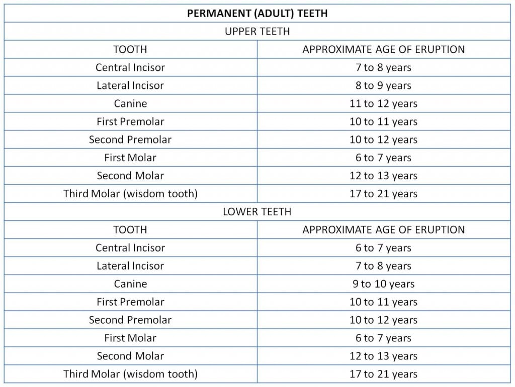 adult teeth tracking table