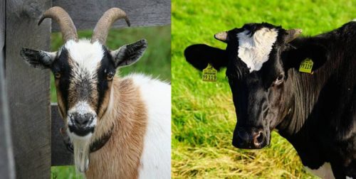 Goat Vs Cow S Milk Which Is Better