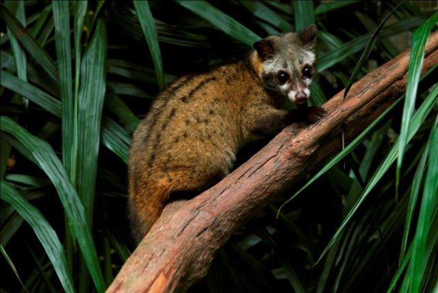 Meet The Secretive And Shy Toddy Cat At Night Safari