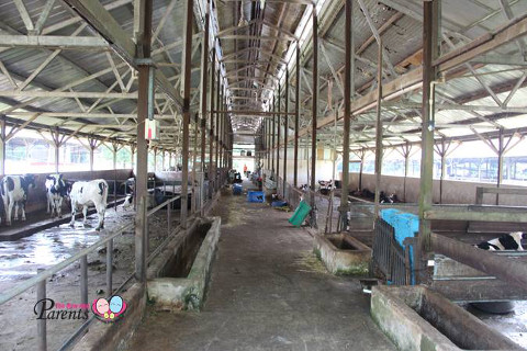 cattle shed in viknesh dairy farm in singapore