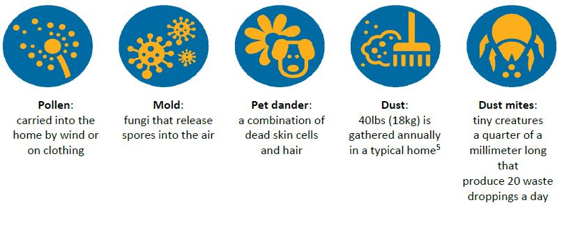 common indoor allergens