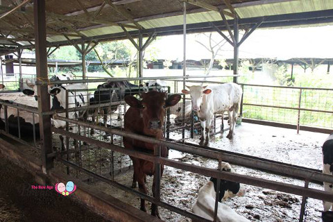 cows in viknesh dairy farm lim chu kang