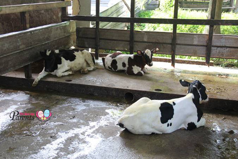 cows lying around in their pen kranji farms singapore