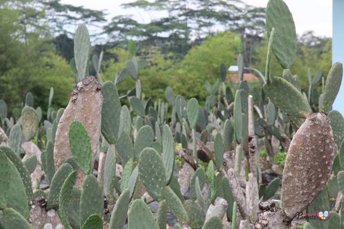 fresh edible cactuses kin yan agrotech farm