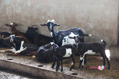 goats in vkinesh dairy farm