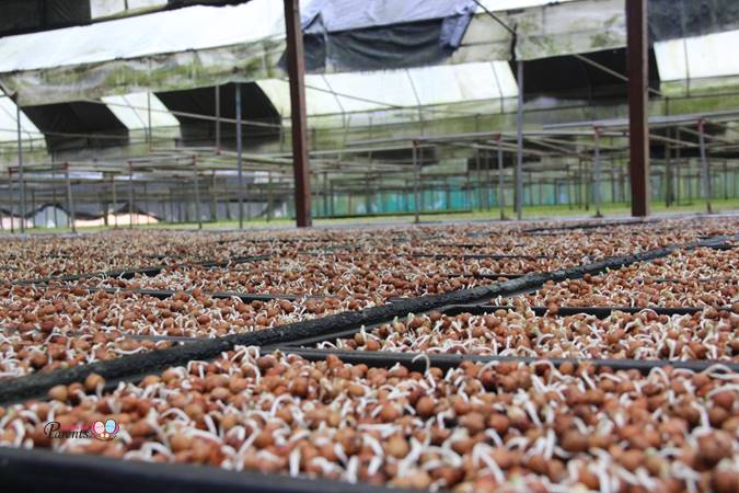 mushroom kin yan agrotech farm singapore