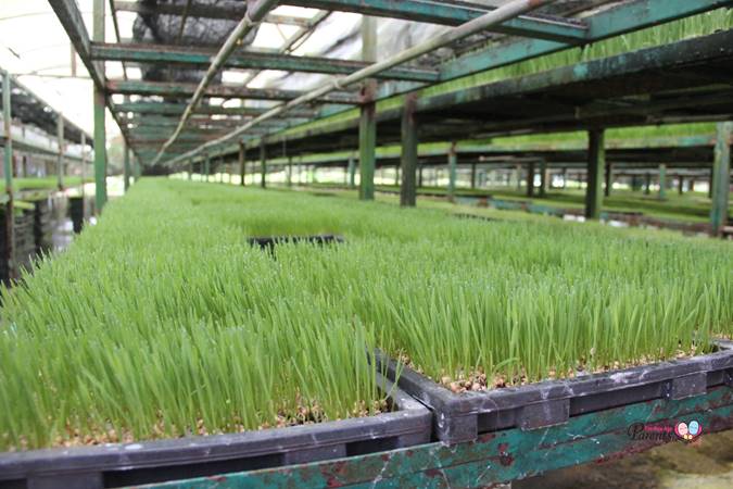 organic wheatgrass farm at kin yan agrotech