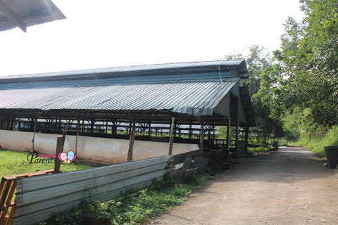 sheltered pens in cow farm in Kranji