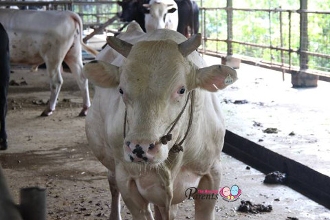 white cow in viknesh dairy farm