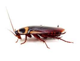 American Cockroach