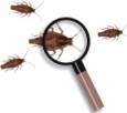 in depth look at cockroaches