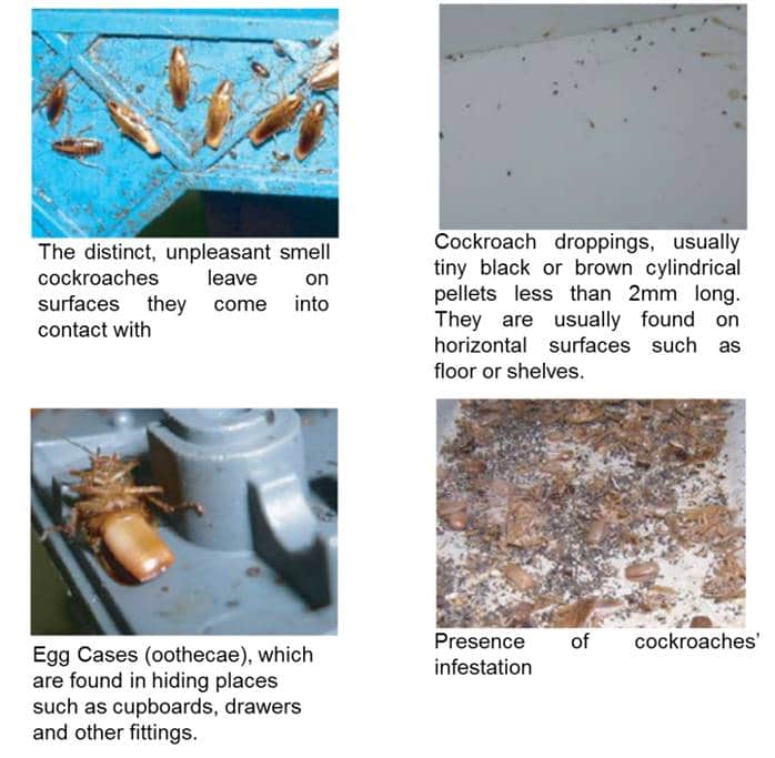 tell-tale signs of cockroach infestation