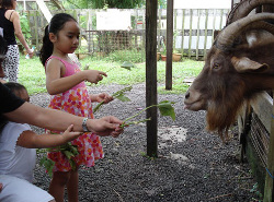 Singapore Goat Farm