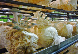 Singapore Mushroom Farm