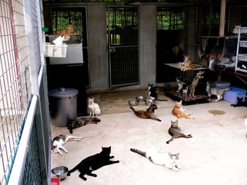 cats in ericsson pet farm