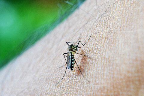 mosquito and symptoms of zika virus