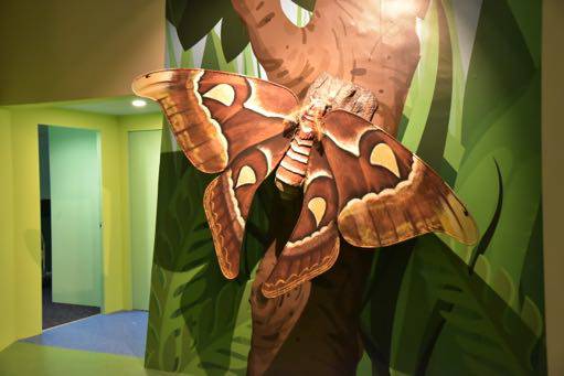 Atlas Moth - Butterflies Up-Close Singapore Science Centre