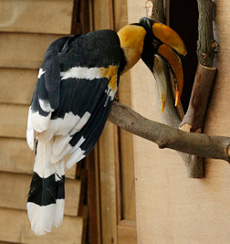 Great Pied Hornbill Photo by Wildlife Reserves Singapore