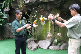 Rashid encouraging 2 sun conures Photo by Wildlife Reserves Singapore