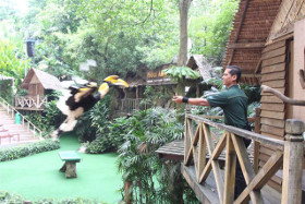 Rashid training with a great pied hornbill. Photo by Wildlife Reserves Singapore