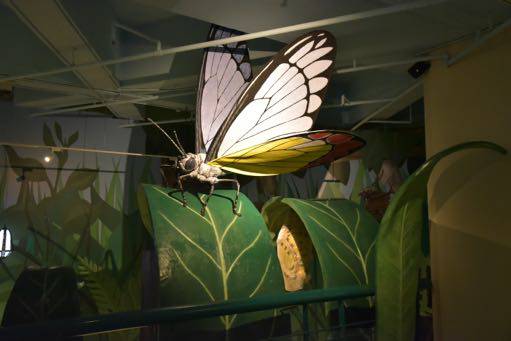 butterfly exhibit at butteflies up-close