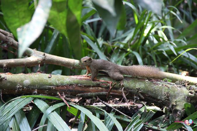 squirrel at squirrel trail