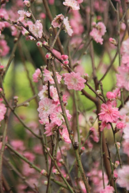 Sentosa Flowers - Spring blossoms