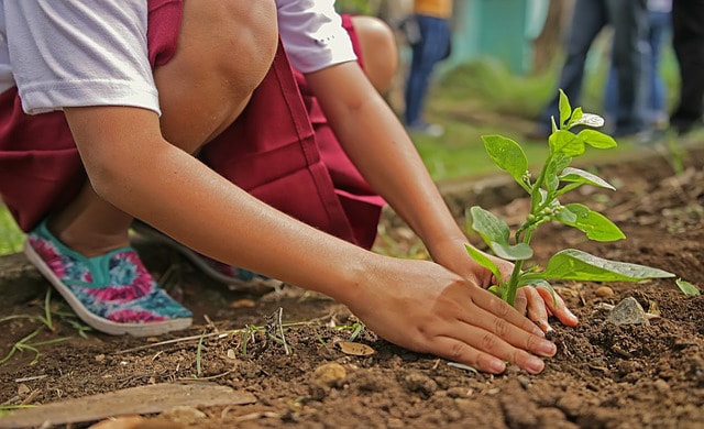 planting for kids