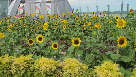 Changi Airport sunflower garden