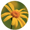 leopards bane