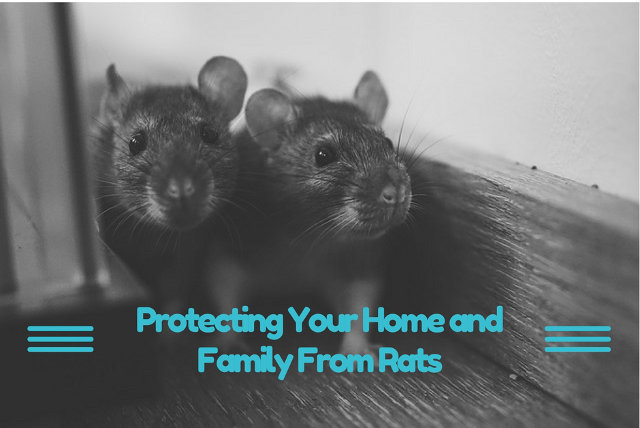 keeping rats away from home
