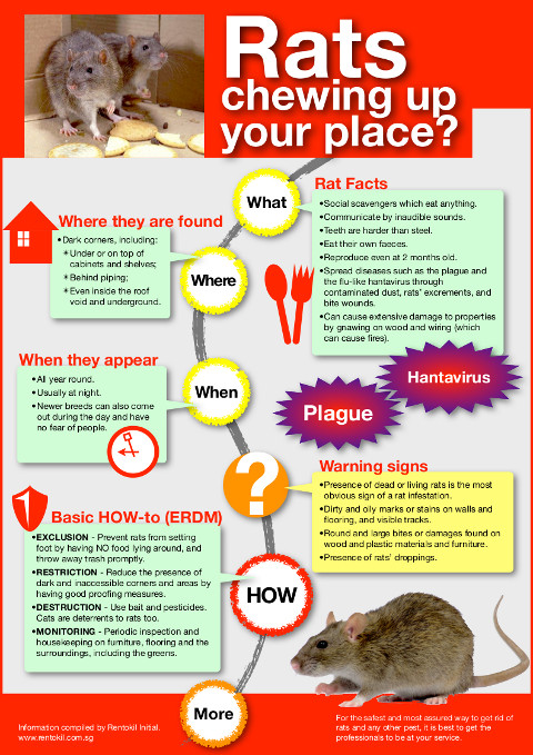 protecting your home from rats