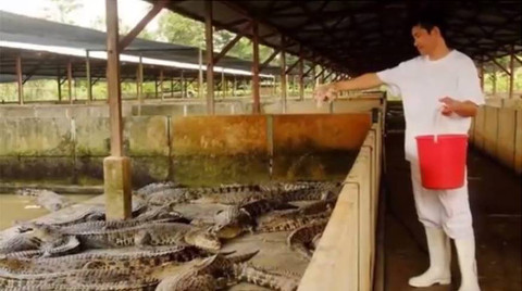 crocodile farm singapore