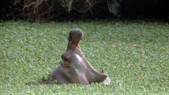 Hippo yawning