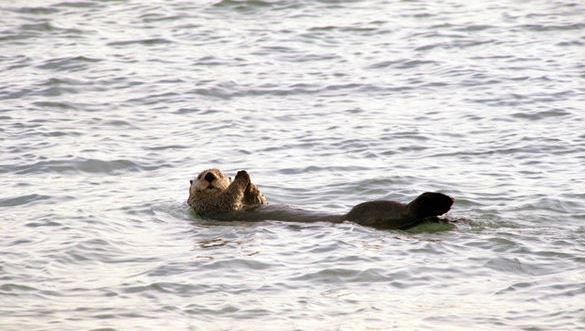 Sea Otter