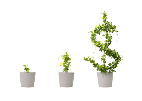 growing money plant