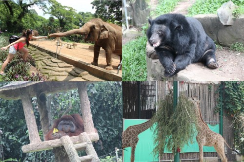 Exploring Saigon Zoo and Botanical Gardens