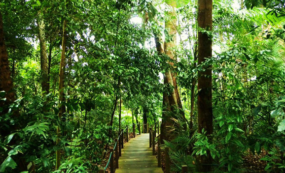 Singapore Botanic Gardens Rainforest Trail