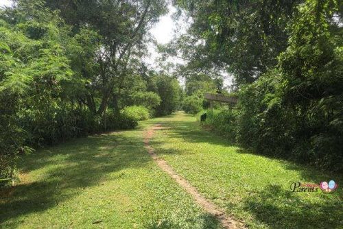 Walking Nature Trails in Singapore - Tampines Eco Green