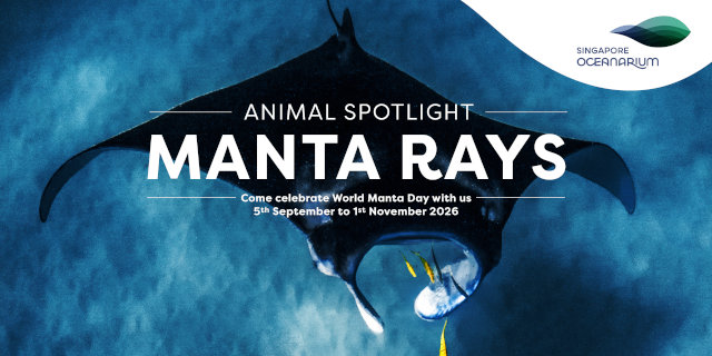 Singapore Oceanrium World Manta Day