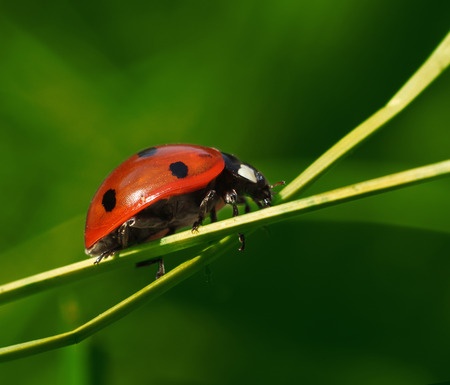 bug watching