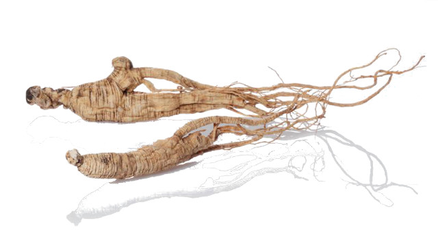 Ginseng chinese herb