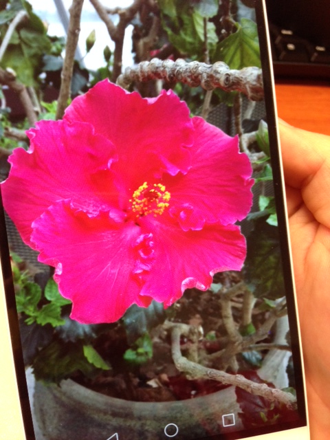 crystal clear images huawei mate 7 camera