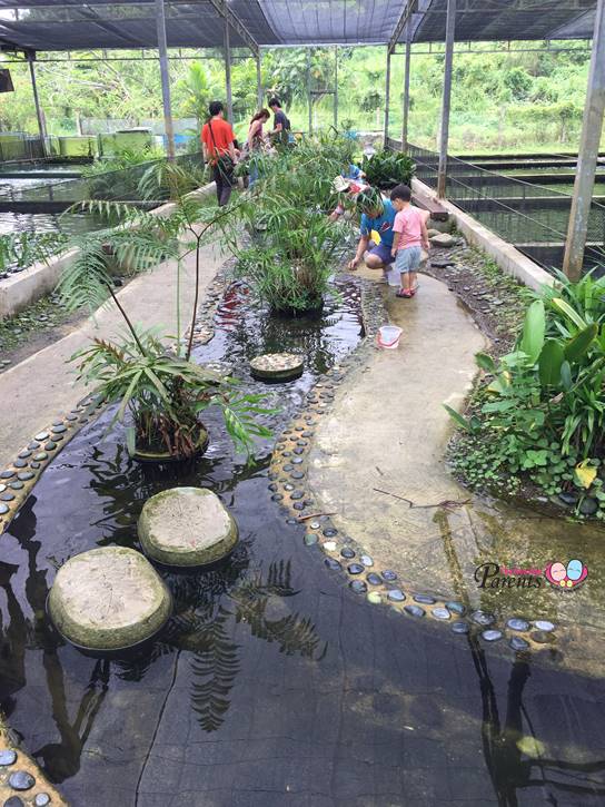 longkang fishing at mainland tropical fish farm