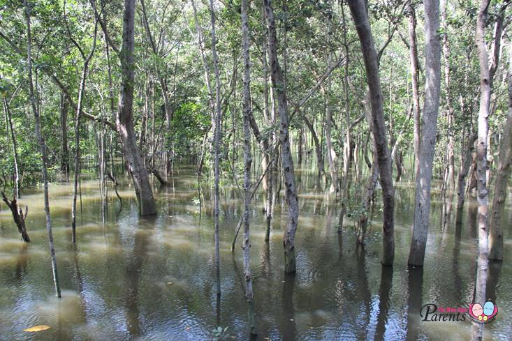 mangrove swamps