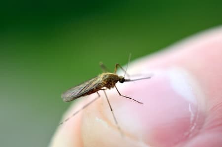 mosquito cause skin rash in kids