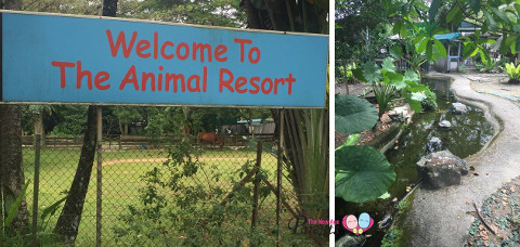 the animal resort stream